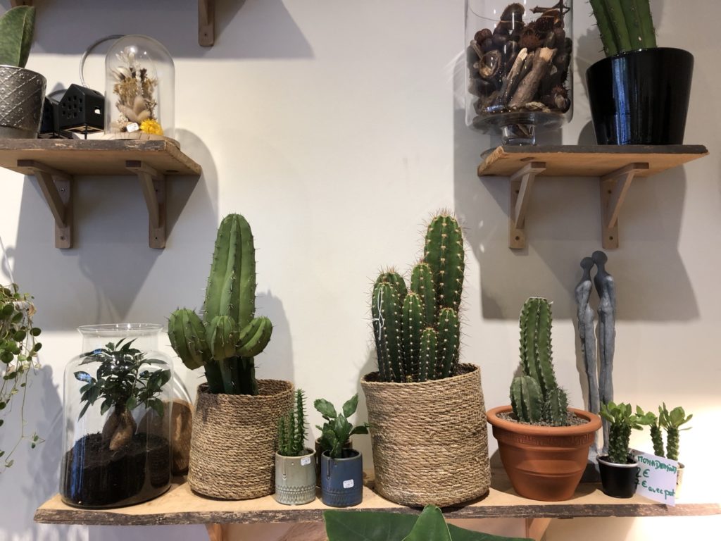 Le-Cactus-a-idees-plantes-paris-14-1