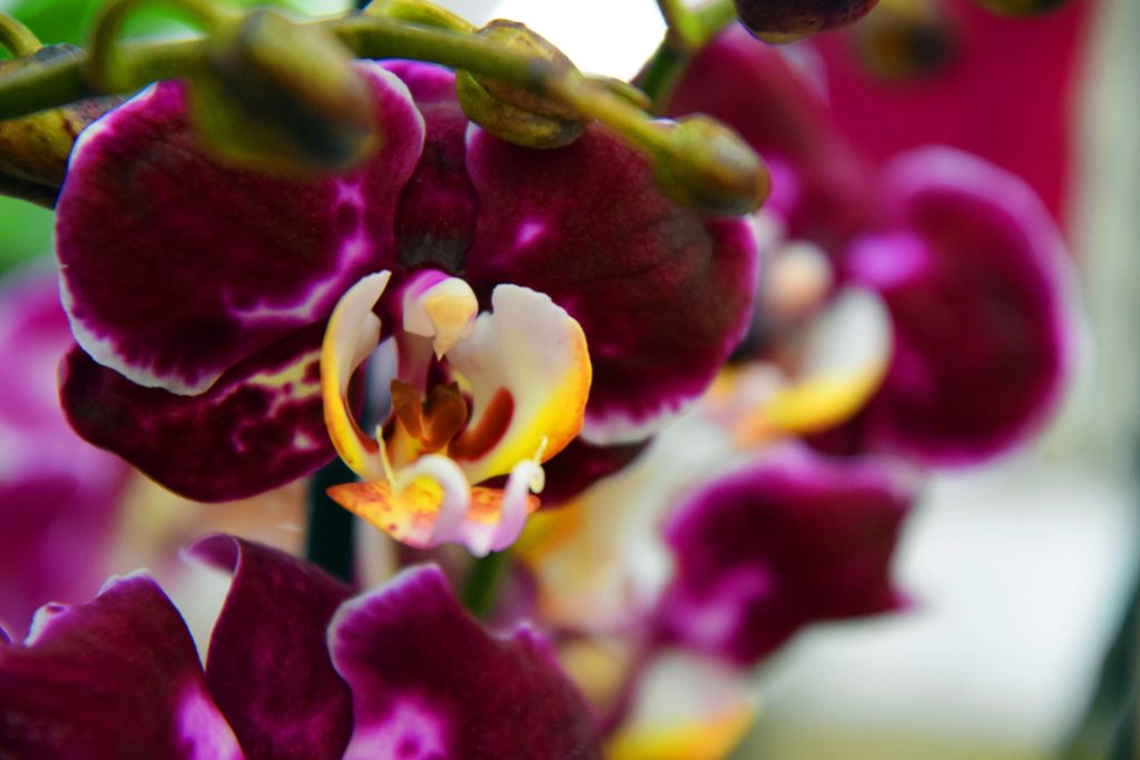 Karine-Fleurs-Fleuriste-Mitry-Mory-orchidees