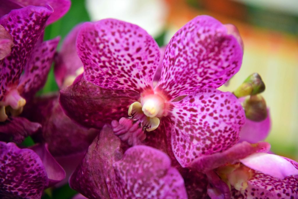 Karine-Fleurs-Fleuriste-Mitry-Mory-vue-rapprochee-de-fleur-d-orchidee
