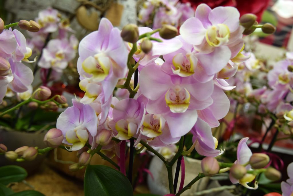 Fleurs-daujoudhui-Gonesse-orchidees