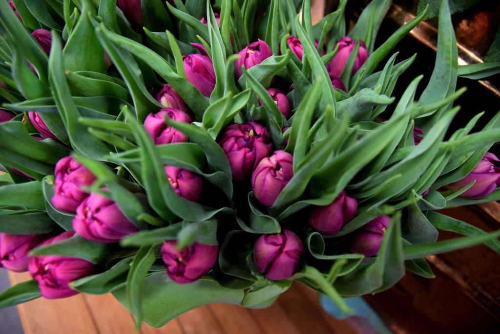 Fleurs-daujoudhui-Gonesse-tulipes