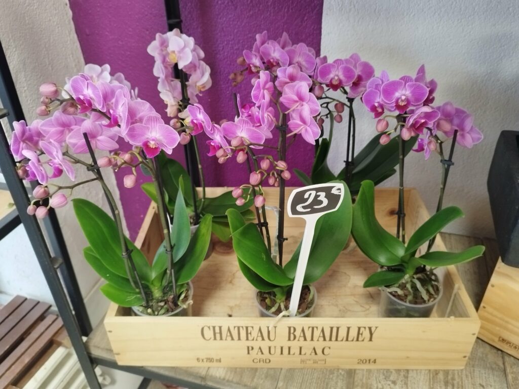 Fleurs-apres-fleurs-Fleuriste-Les-Clayes-sous-Bois-Orchidees-1